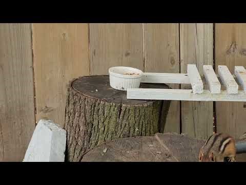 Ripley the Baby Chipmunk Making a Mess! #cute