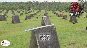 🌟 Mga ka-Pitmaster! 🌟 Panoorin natin si Andrew Montelibano ng AM Gwapits Gamefarm sa Murcia, Negros Occidental! Alamin kung paano siya nagsimula at ano ang nagbigay inspirasyon sa kanya na mag-alaga ng manok. Huwag palampasin ang kanyang kwento ng serbisyo publiko! 🎥 Big shoutout to Mad Science! Tuning in to their channel is a must for those who believe in better! Mad Science, Believe in Better! #MadScience #AMGwapits #PoultryFarming #ServiceToOthers #Bilibakosamadscience #gamefowl #gamefowlb