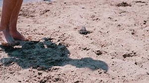 Feet of Teenager Playing with a Frog Jumping on Sand on the Beach Near the Water. A frightened frog jumps high on the sand. Falling shadow. Tourists and the sea. Rest in a sea resort. Slow motion.