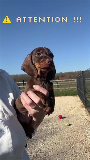 Impossible de résister à un bébé Teckel !!! #teckel #dachshund #chiot #teckelnain #puppy