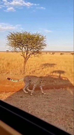 The Cheetah Breakdancer of the Serengeti #cheetah #breakdance #safari #funny animal #unbelievable