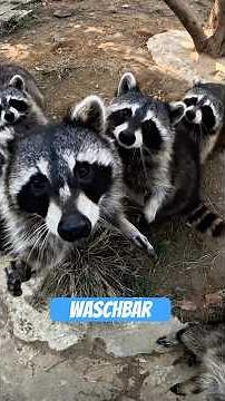 Waschbär: Der flauschige Profi-Gauner mit Werkzeughänden