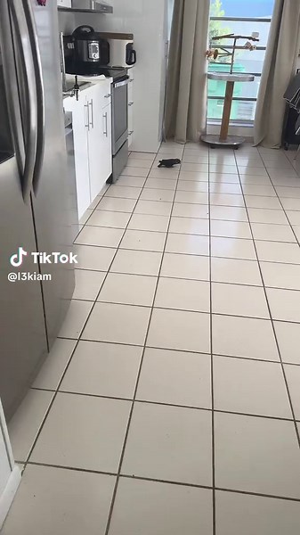 #loros #mascotas #pionus #pionusoftiktok #parrots #petlover #bird