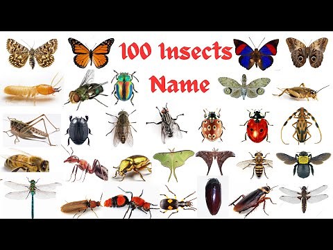 Insects Name/ 100 insects Name and picture in English/ Insects vocabulary