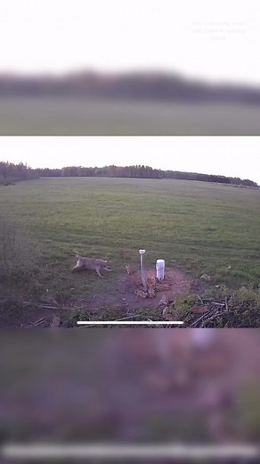 Wolf Hunting Small Wild Boars in Their Natural Habitat