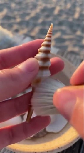 Soothing Seashell Cleaning ASMR