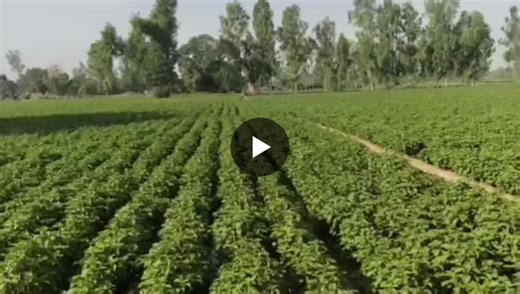 Mentha Arvensis | Mohd Hasan