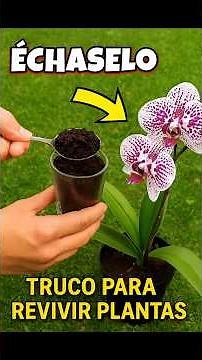 Coffee Fertilizer ☕🌱 The homemade fertilizer that will make your plants grow