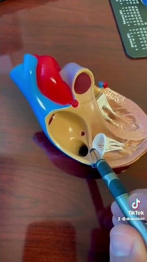 Catheter ablation for atrial flutter