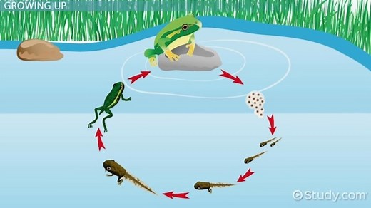 Reproductive Cycles of Animals