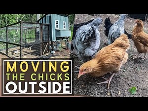 8 WEEK OLD CHICKENS OUTSIDE | Finishing the Coop and Moving the Chicks to their New Home!