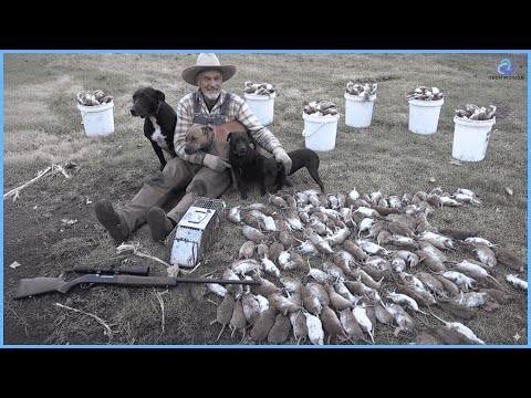 How Farmers Deal with Millions of Rats and Mice | Invasive Species Documentary