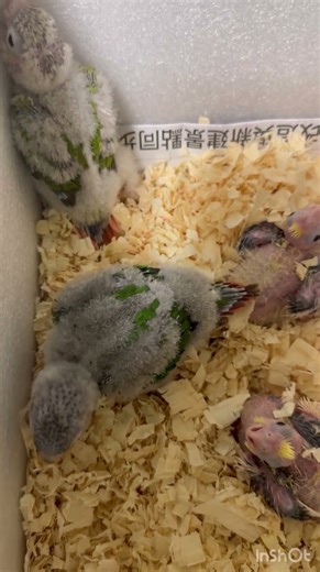 Baby Green Cheek with cockatiel
