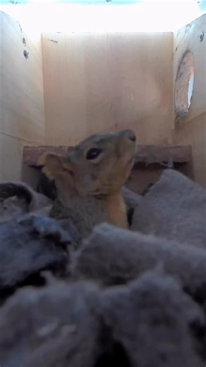 Squirrel Boxes on Instagram: "Emma spent most of today tucked deep inside her fleece fort. The sounds she makes aren’t meant to be soft or welcoming. They are a clear reminder that this space is claimed and not open for visitors. She keeps to herself, standing guard over her little fortress, making sure she stays safe and warm through the cold winter night. #squirrel #squirrels #squirrelbox #squirrellife #squirrellove"