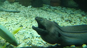Download The electric eel at the Seaworld Ancol aquarium. The electric eel has the scientific name Electrophorus electricus, this animal is a type of freshwater fish that can generate a strong electric current for free