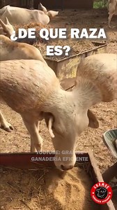 IMPRESIONANTE GANADO CON CUERNOS MUY GRUESOS ¿de que raza son? #ganado #vacas #campo Es ganado muy inusual con cuernos muy anchos #gramse | Gramse Ganaderia Eficiente