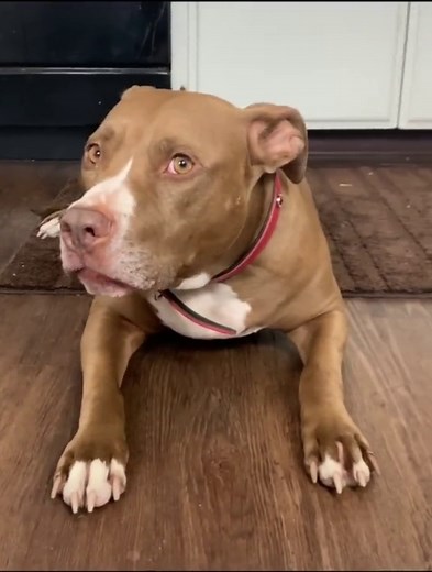 Easter Egg Hunt Video on Robby and Penny's YouTube Channel