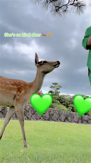 Discover Kindness in Nara's Friendly Deer