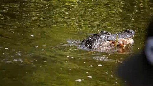 The “Perfect” Fishing Spot - Until the Alligators Showed Up