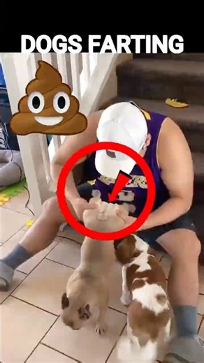 Dog Farting Compilation 😭💩🐶