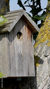 nichoir et nourrissage des mésanges