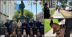 2K views · 115 reactions | BLOODHOUND TRAINING⁣ ⁣ K-9 Ruger loves to keep his skills up and his nose sharp! No better way to do that than with his furry friends from the Riverside Sheriff’s Department, Pomona Police Department, Hemet Police Department, Claremont Police Department, and the San Bernardino County Sheriff’s Department Rancho Cucamonga division. ⁣⁣ ⁣⁣ #bloodhoundposse⁣⁣ #theywillfindyou⁣⁣ | Riverside Police Department | Facebook