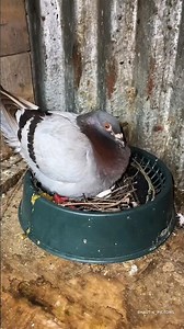 pigeon making nest #pigeon #eggs #nest #loft
