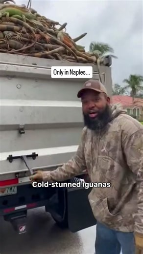 Cold-stunned iguanas are one of the strangest winter events in South Florida. When temperatures drop fast, these invasive reptiles enter a state of temporary paralysis. They freeze up, fall from trees, and pile up in huge numbers across neighborhoods, canals, golf courses, and backyards. The cold does not always kill them. It slows their body systems until the weather warms again. Florida residents have learned to expect this every few years when a cold snap hits Collier County, Miami-Dade, Brow