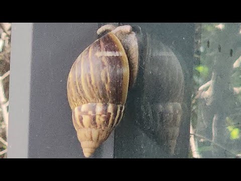Why Are All These Snails Sticking to Glass?