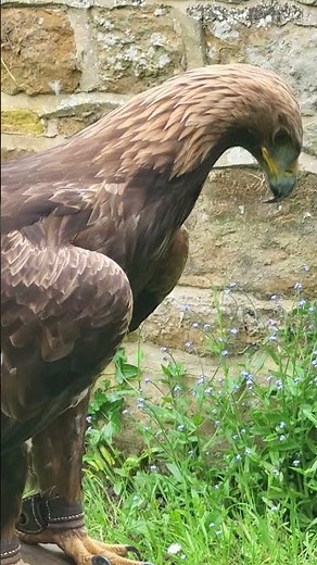 GOLDEN EAGLE