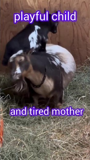 funny and cute sheeps🐑🐑