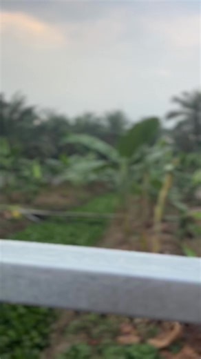 Perawatan Entok untuk Peternakan yang Sukses