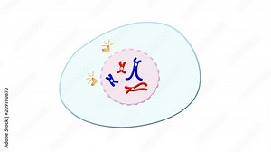 Animation of meiosis cell division, complete without crossing-over