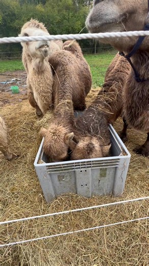 God formiddag😃 Vi checker lige ind hos kamelerne der melder alt godt og ja jeg fik som I kan se , Abu med hjem fra plejehjemmet i går😂🐫 | Dronningmølle æsel og kameludlejning