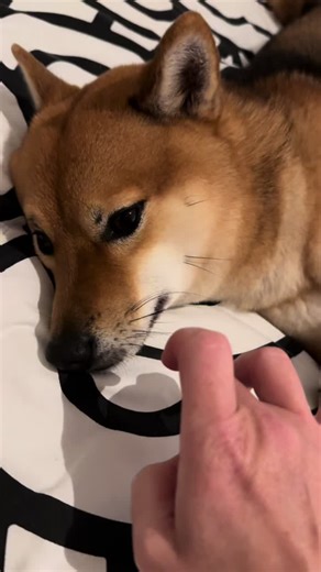 Shiba Inu Playing Guitar: An Adorable Experience