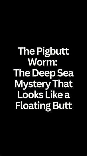 The Pigbutt Worm: The Deep Sea Mystery That Looks Like a Floating Butt The Pigbutt Worm is a tiny, glowing creature that remains a biological mystery found in the dark, mid-water depths of the ocean. Appearance: Its common name comes from its distinct, plump, spherical shape, it looks like a small, floating buttock, measuring less than 2 centimeters in diameter. Habitat: It lives in the "midnight zone" or mesopelagic zone, approximately 900 to 1,200 meters (3,000 to 4,000 feet) deep, where sunli