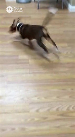 Bluecollarinfluencer🇺🇸 (@royrogers2)’s videos with Destroy My Toy - Puppy Songs