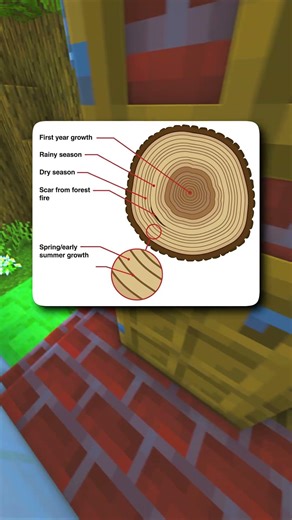 Tree Growth Explained in One Diagram! 🌳