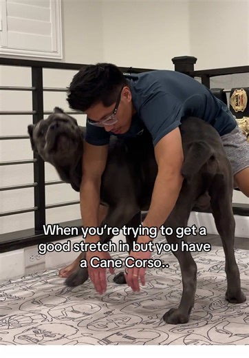 Aight imma just stretch at the gym 😂 #funny #dogsoftiktok #canecorso | cane corso dog