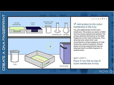 making a DNA fingerprint to solve a mystery