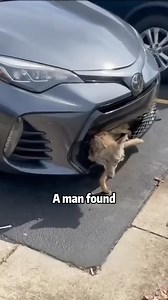 512K views · 12K reactions | Humans can actually be friends with wolves #shortvideoviralreels #rescue #animals #wolf | Life of Paws | Facebook