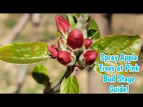 Spray Apple Trees at Pink Bud Stage Guide!