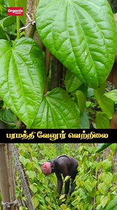 145K views · 1.5K reactions | 朗பரமத்தி வெற்றிலை❤️✨ #Betel #betelleaf #cultivation #organicfactory #organicfarming #organic #iyarkai #இயற்கை #விவசாயம் #விவசாயி #farmer #vivasyi #vivasayam #naatu #நாட்டு #vetrilai #வெற்றிலை #namakkal | Organic Factory | Facebook