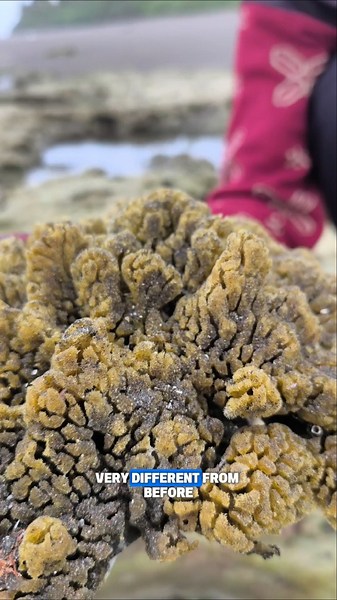 “The Receding Tide Revealed Something Amazing 🪸🌊” #beachfind #oceanfind #naturefind #vlog