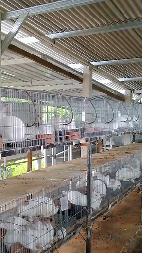 Full hyla #rabbit #animal #hylarabbit | Kandange Masse