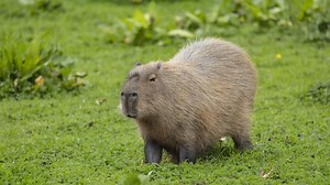 An adventurous capybara has evaded capture after escaping from a zoo in the United Kingdom. Watch the full episode at SkyNews.com.au/Stream | Sky News Australia