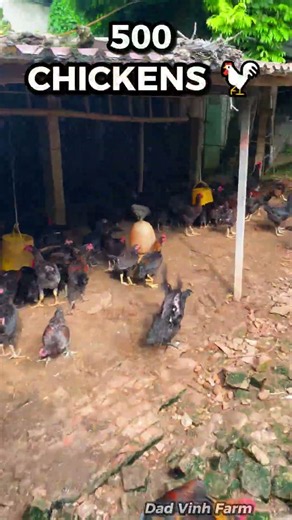 A Quick Tour Of Our Small Family Farm! 🐖🐥🐓 #shorts