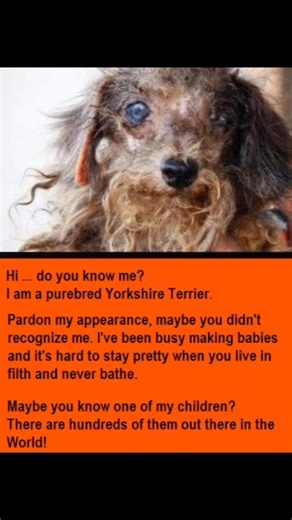 Most of the puppies sold online & 💯% sold in pet stores are from PUPPY MILLS! *this is what you are advocating, *if you think it's a joke ⚠️ Do Your Research ⚠️ Want to know more? StopOnlinePuppyMills.org. | Backyard Breeders Exposed - Exposing Animal Cruelty