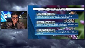 Weathering the journey: Monarch butterflies navigate the elements on their migration