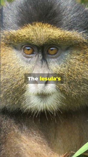 Meet the Lesula The Monkey with Human-like Eyes and a Blue Bottom #Unbelievable #Incredible